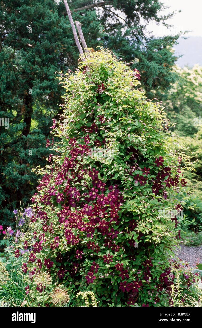 Clematis Etoile Violette, Ranunculaceae. Stock Photo