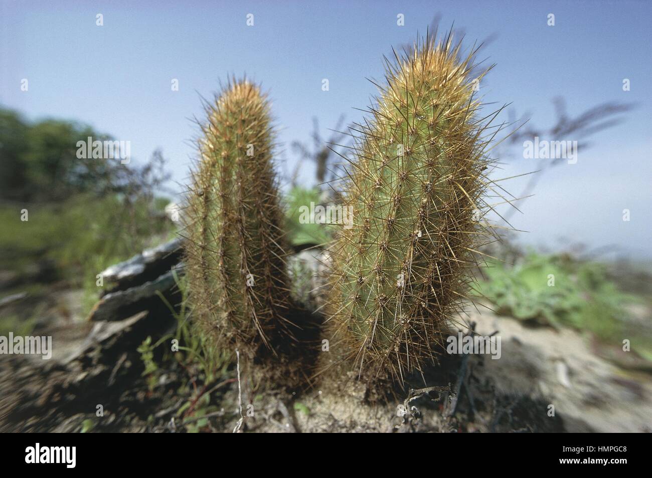 Botany - Cactaceae. Golden snakecactus (Bergerocactus emoryi) Stock Photo