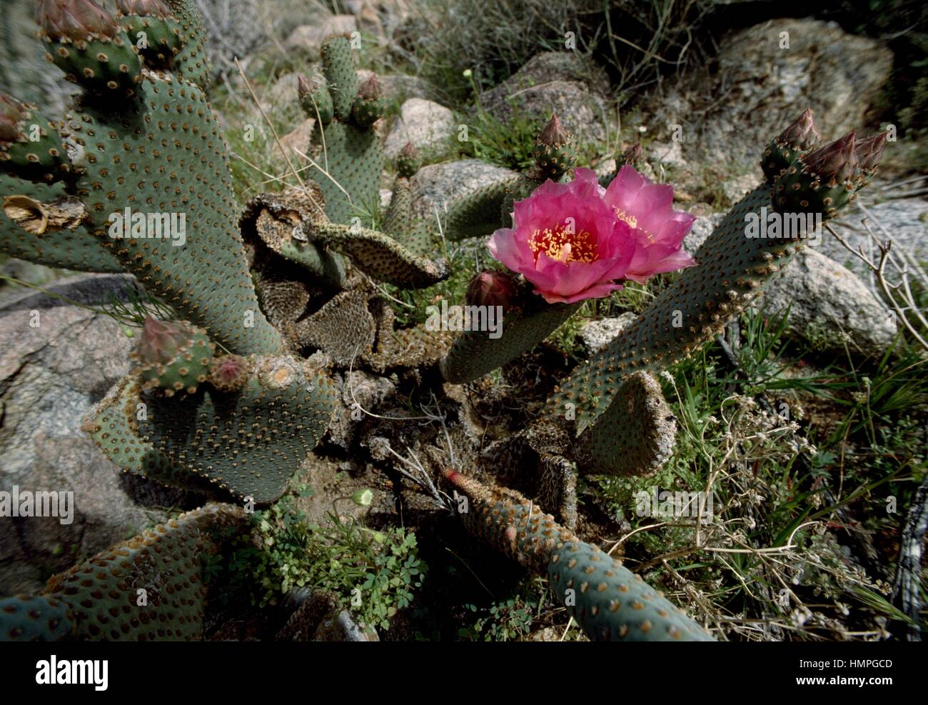 Flowering beavertail cactus (Opuntia basilaris), Cactaceae. Stock Photo