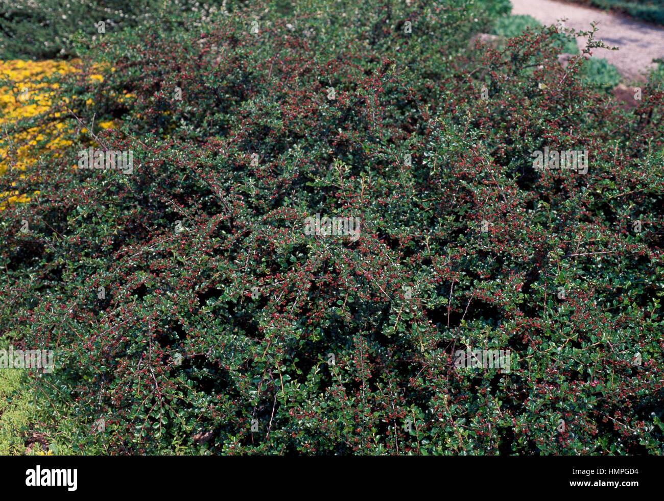 Cranberry Cotoneaster (Cotoneaster apiculatus), Rosaceae. Stock Photo
