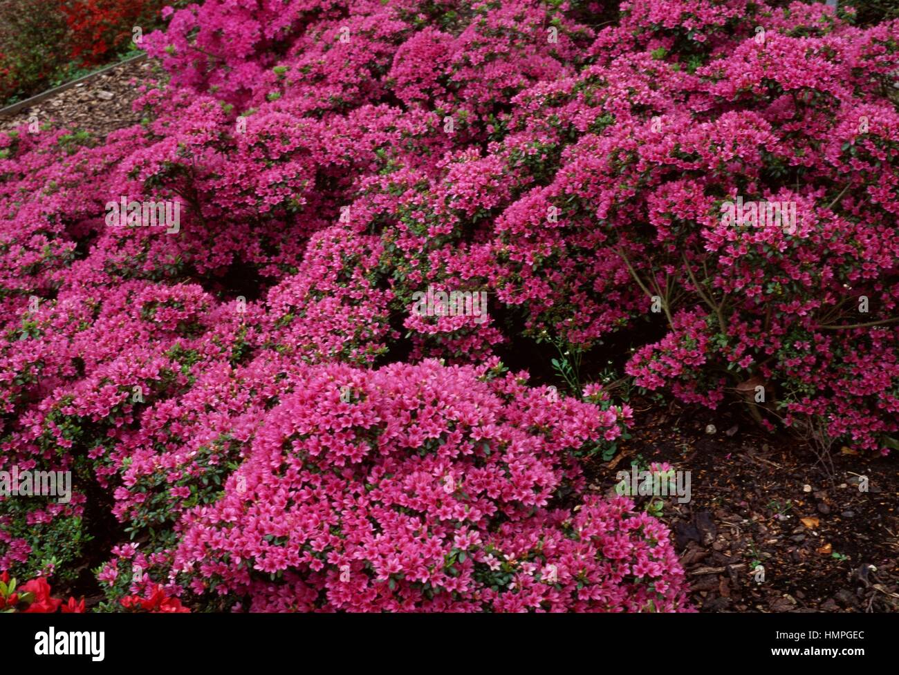 Azalea (Rhododendron Kiritsubo), Ericaceae. Stock Photo