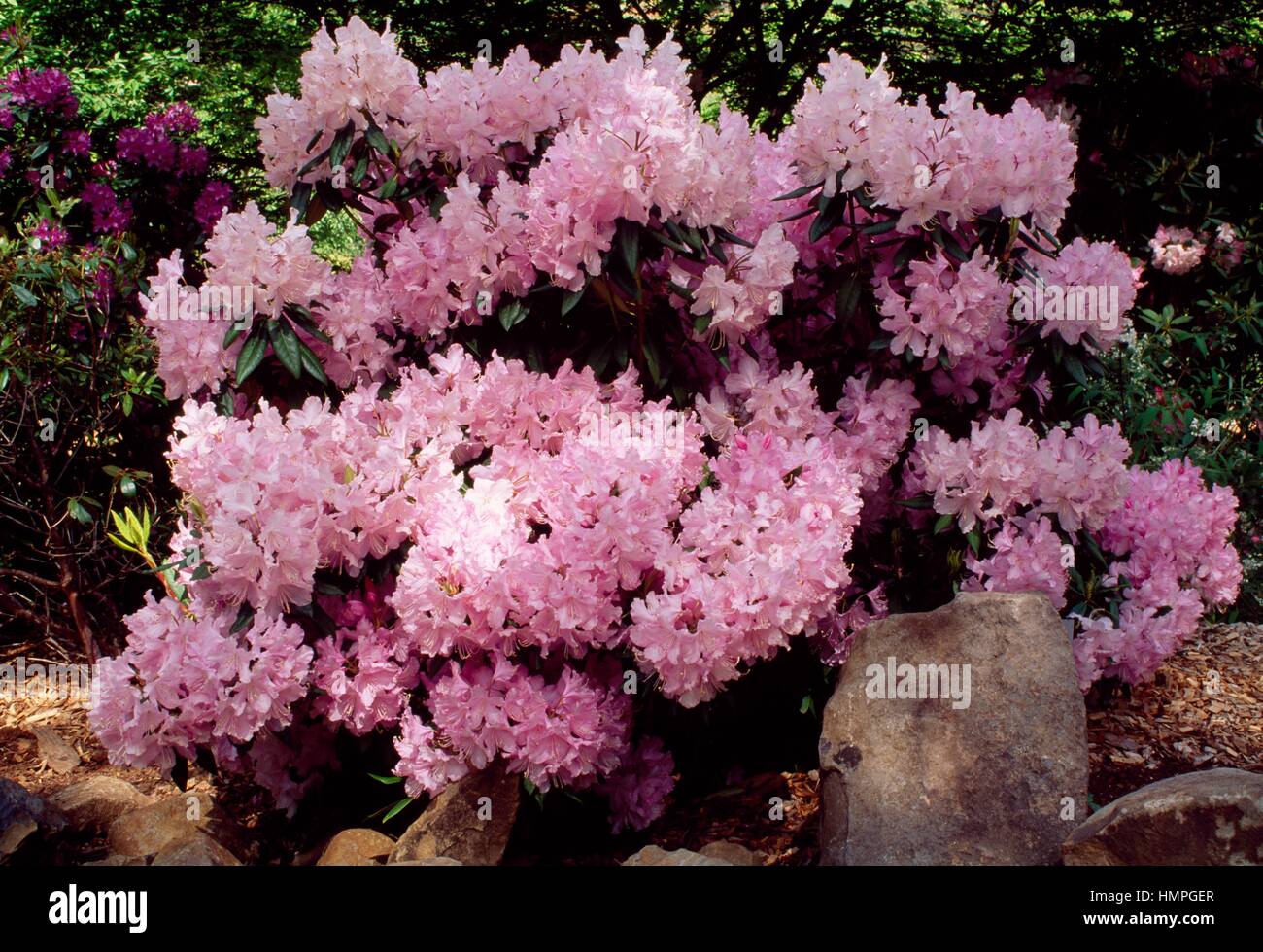 Rhododendron (Rhododendron Mrs EC Stirling), Ericaceae. Stock Photo