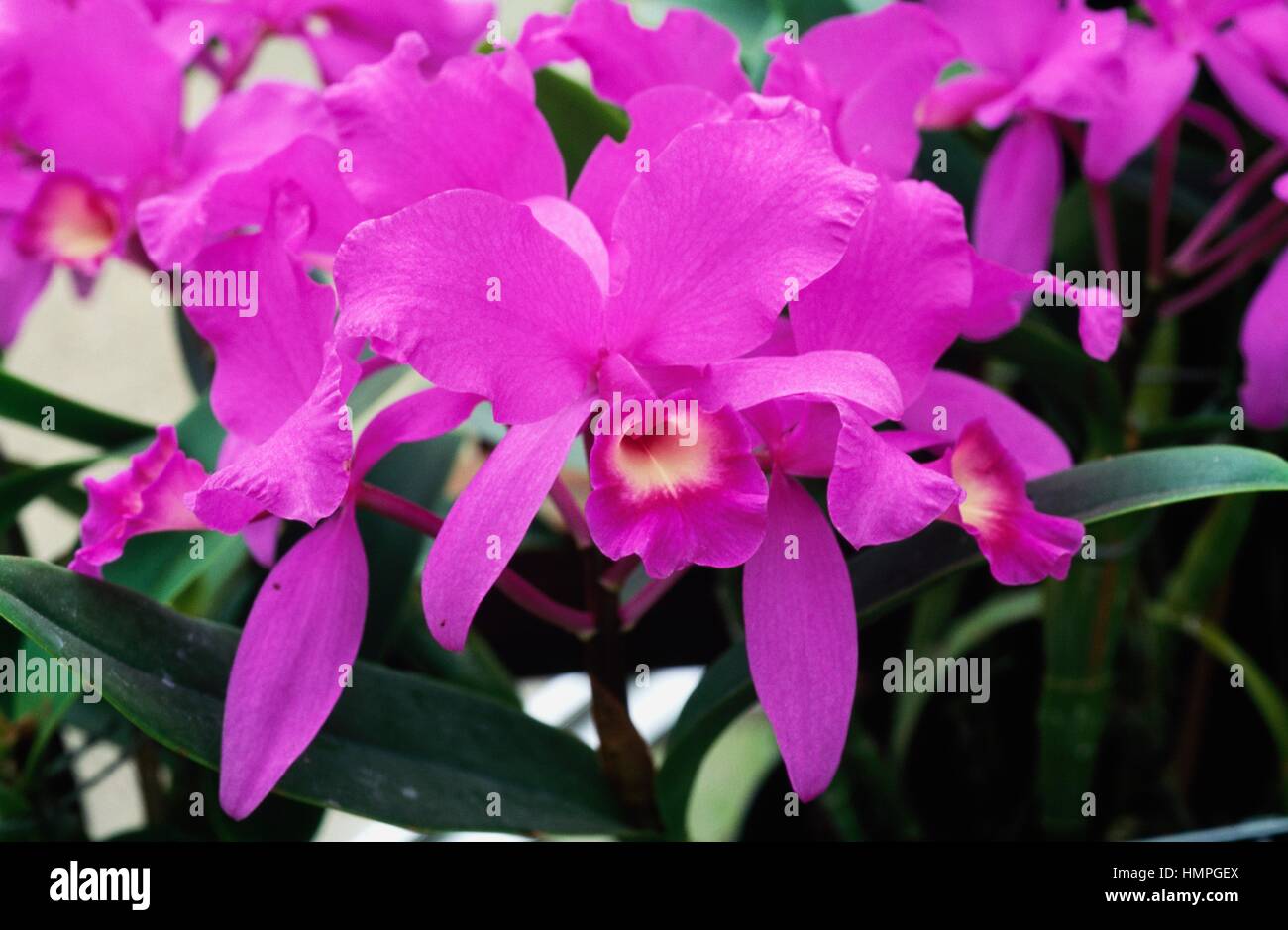 Orchid (Cattleya skinneri), Orchidaceae. Stock Photo