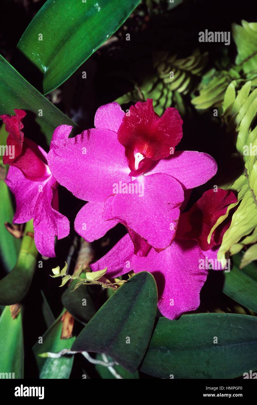Orchid (Cattleya Little Susie Orchid Glen), Orchidaceae. Stock Photo