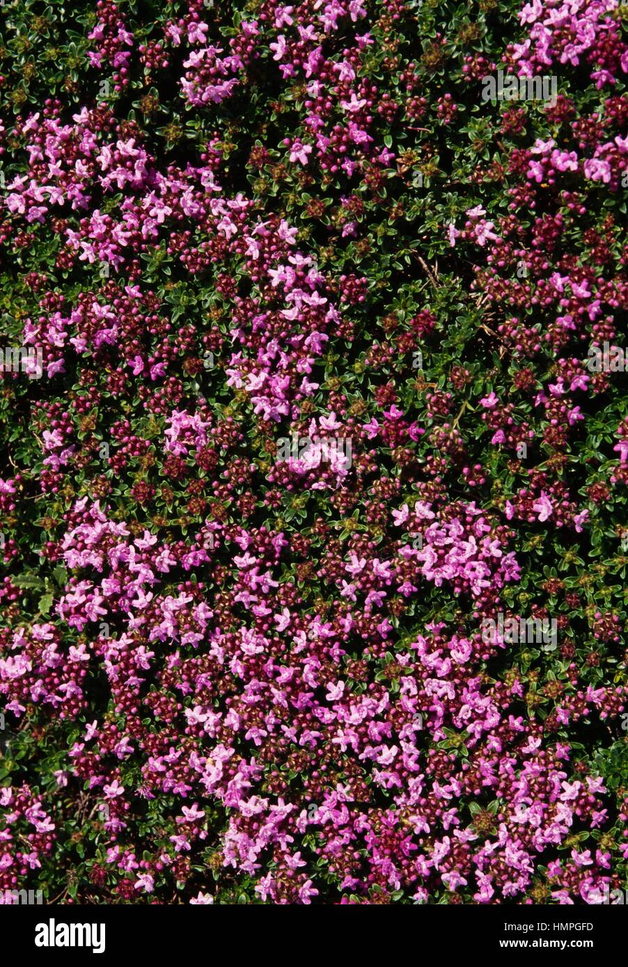 Thyme in bloom (Thymus serpyllum Carmineus), Lamiaceae Stock Photo Alamy