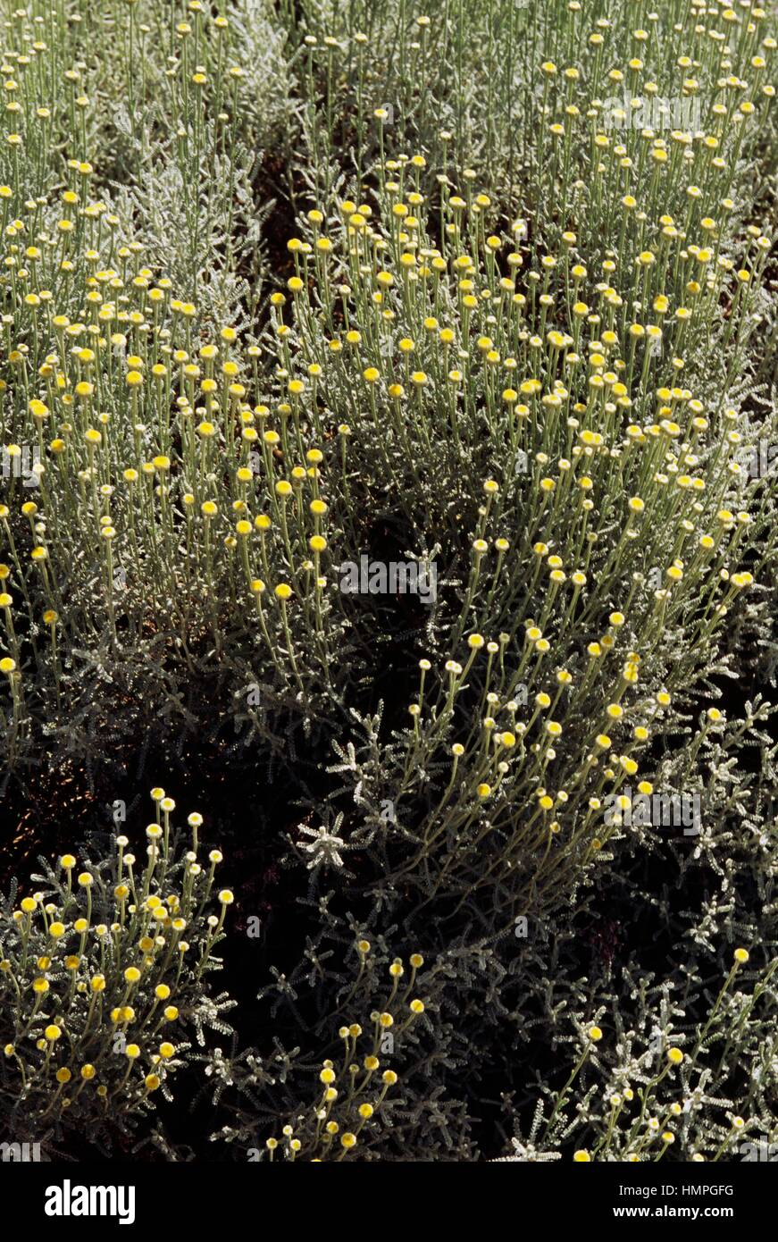 Lavender cotton in bloom (Santolina chamaecyparissus), Asteraceae Stock