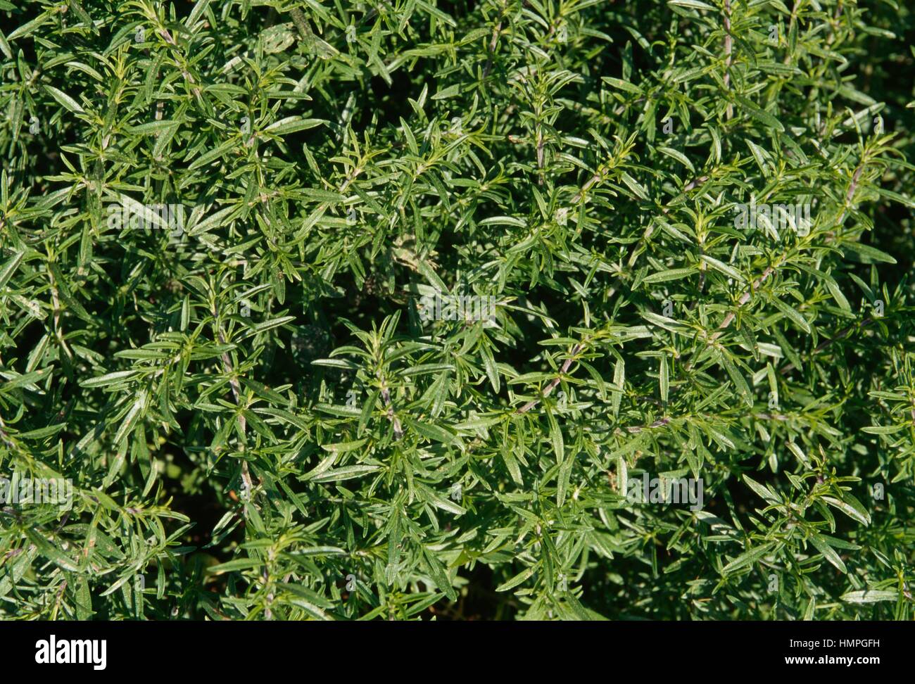 Winter savory (Satureja montana), Lamiaceae. Stock Photo