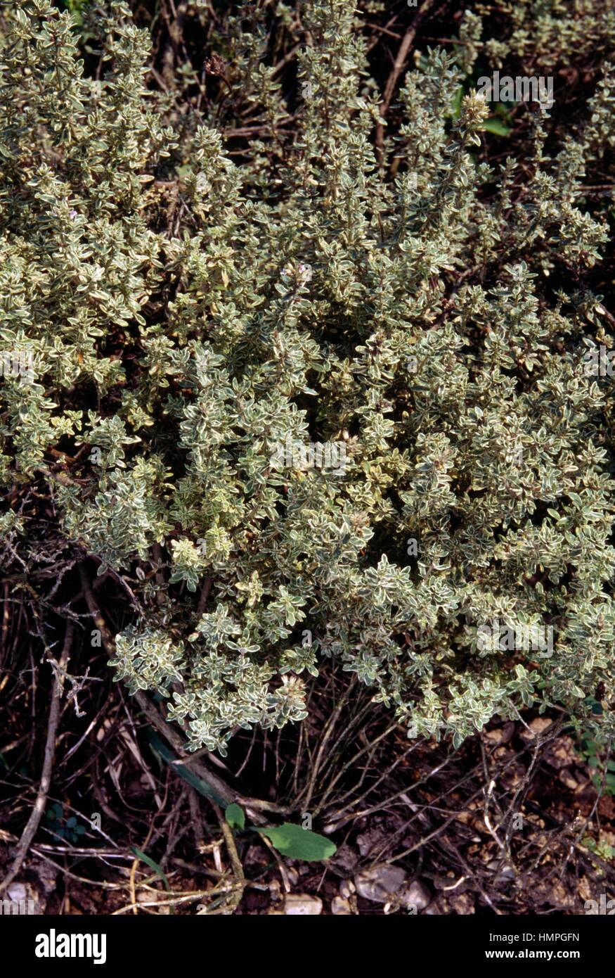 Lemon thyme (Thymus citriodorus Golden King), Lamiaceae. Stock Photo