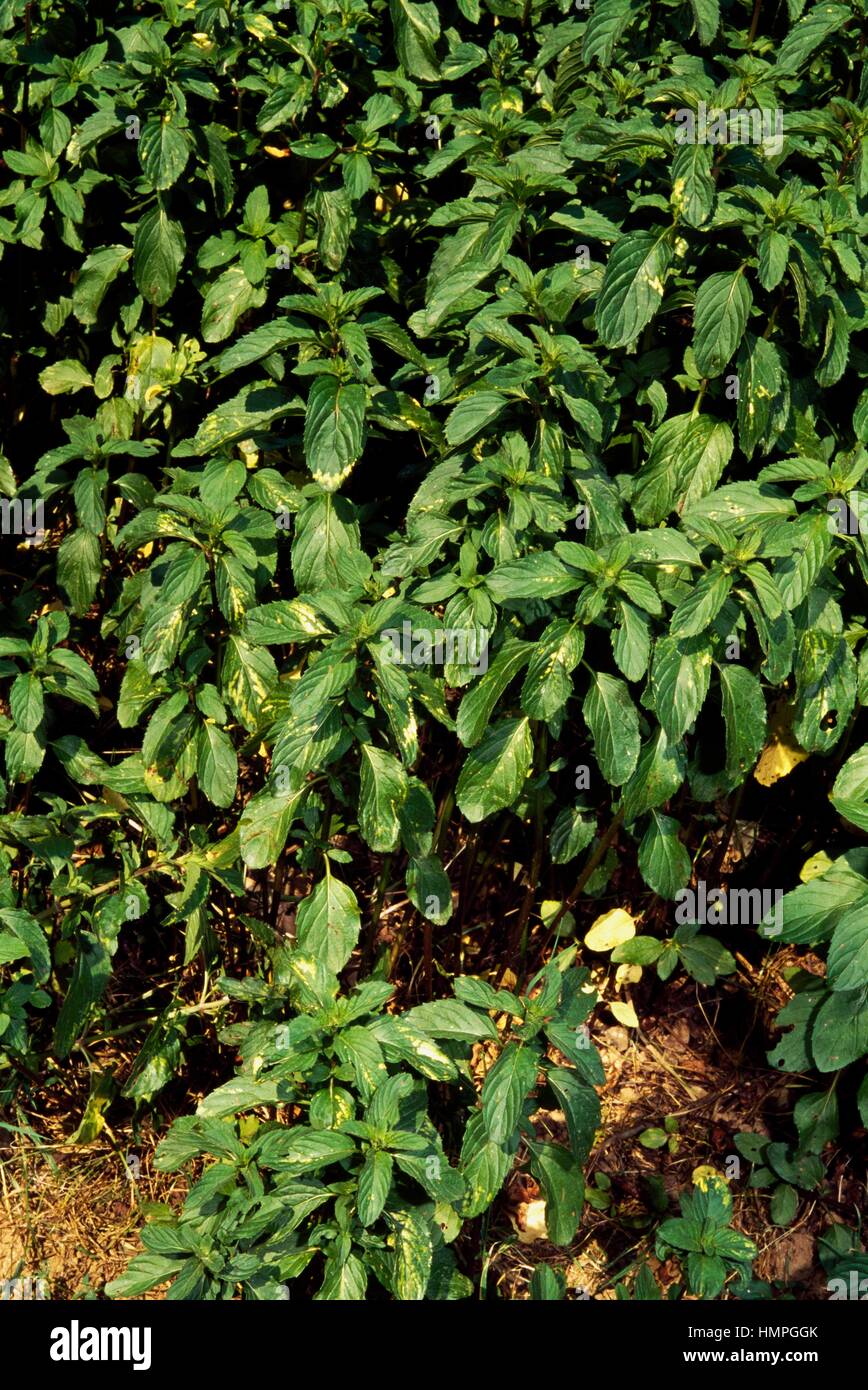 Pennyroyal or Squaw mint (Mentha pulegium), Lamiaceae. Stock Photo