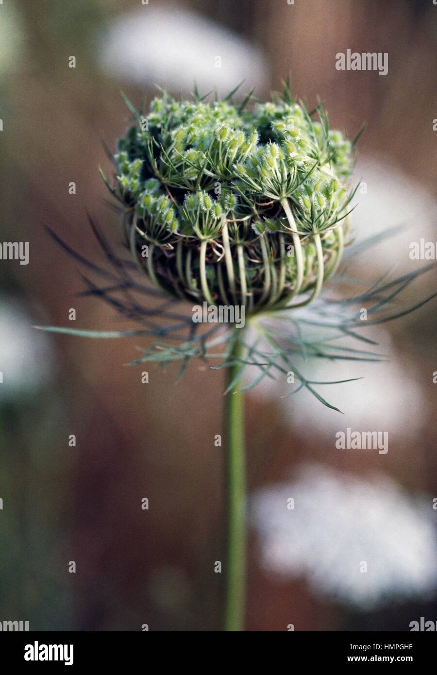 Carrot inflorescence (Daucus carota), Apiaceae. Stock Photo