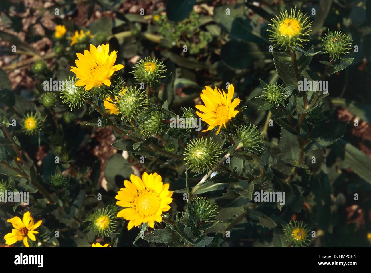 Great valley gumplan or Shore Gumweed (Grindelia robusta), Asteraceae. Stock Photo