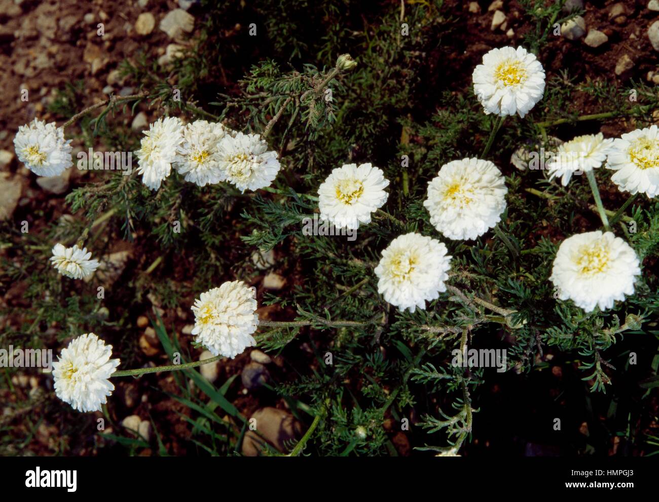 Roman chamomile or English chamomile (Chamaemelum nobile), Asteraceae. Stock Photo