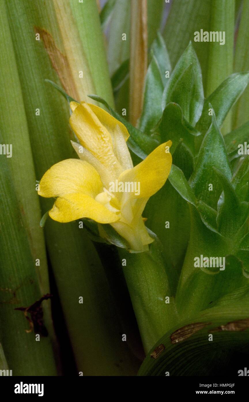 Calathea leopardina, Marantaceae Stock Photo - Alamy