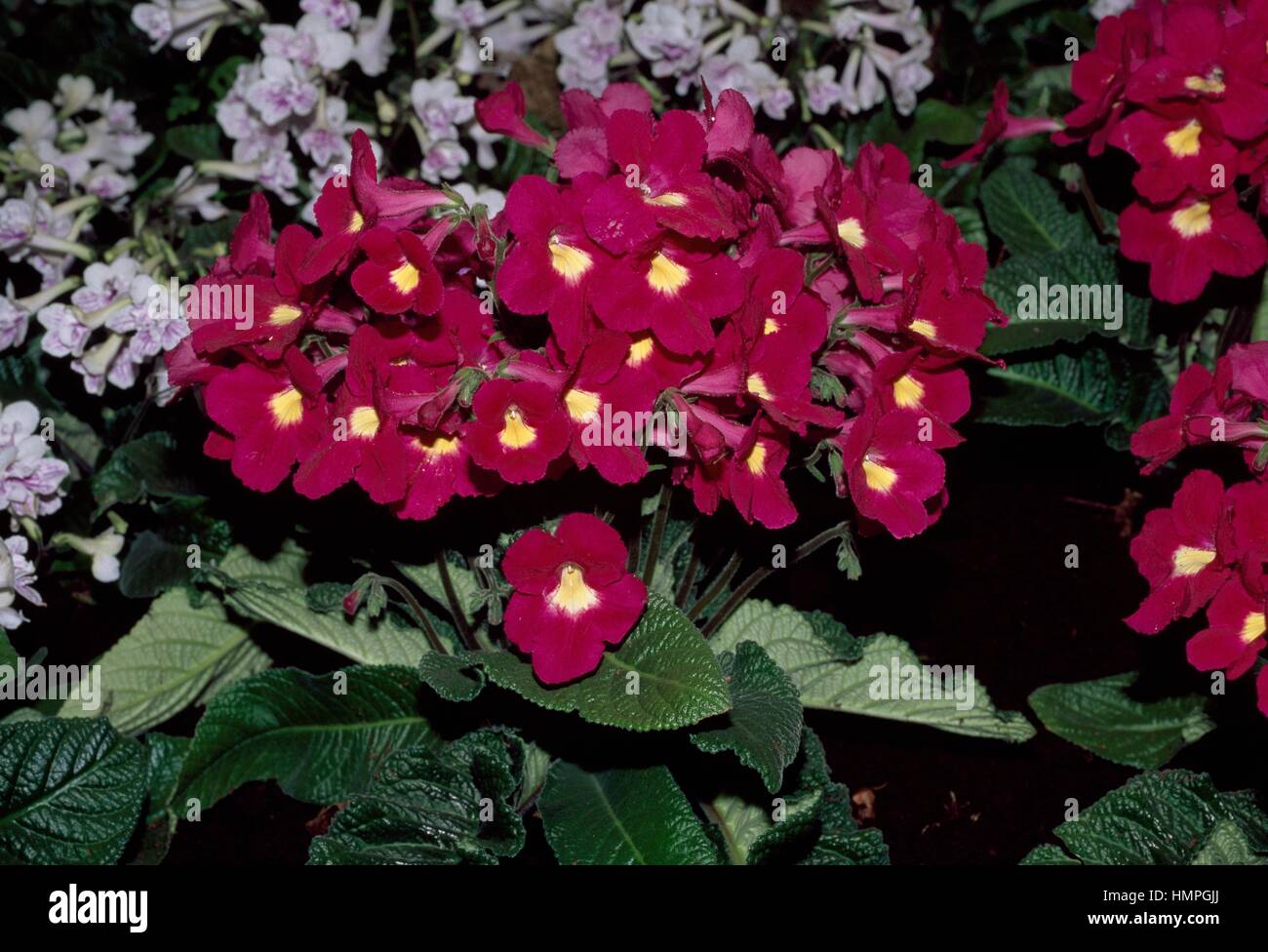 Cape Primrose (Streptocarpus Susan), Gesneriaceae. Stock Photo