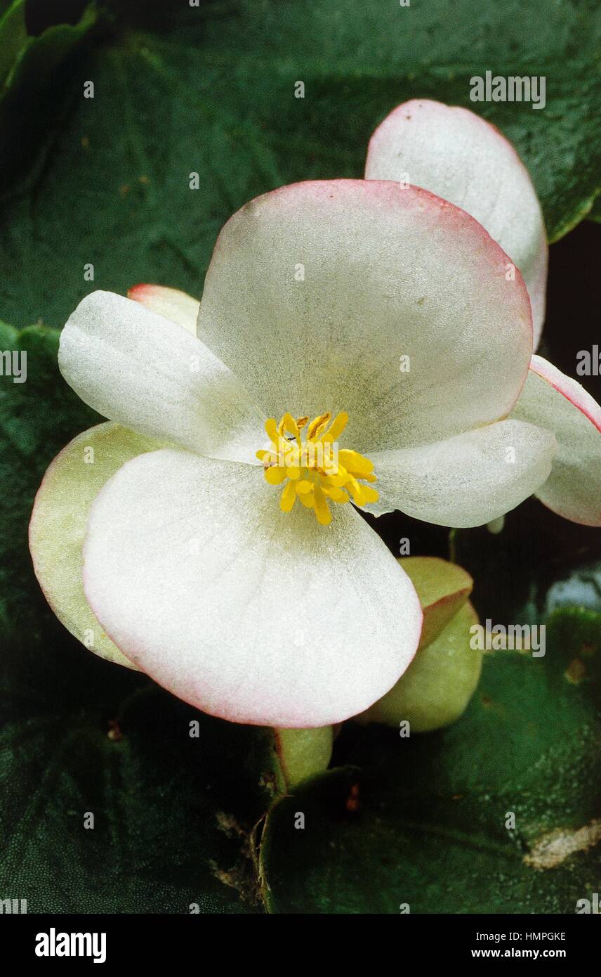 Begonia x semperflorens, Begoniaceae. Stock Photo