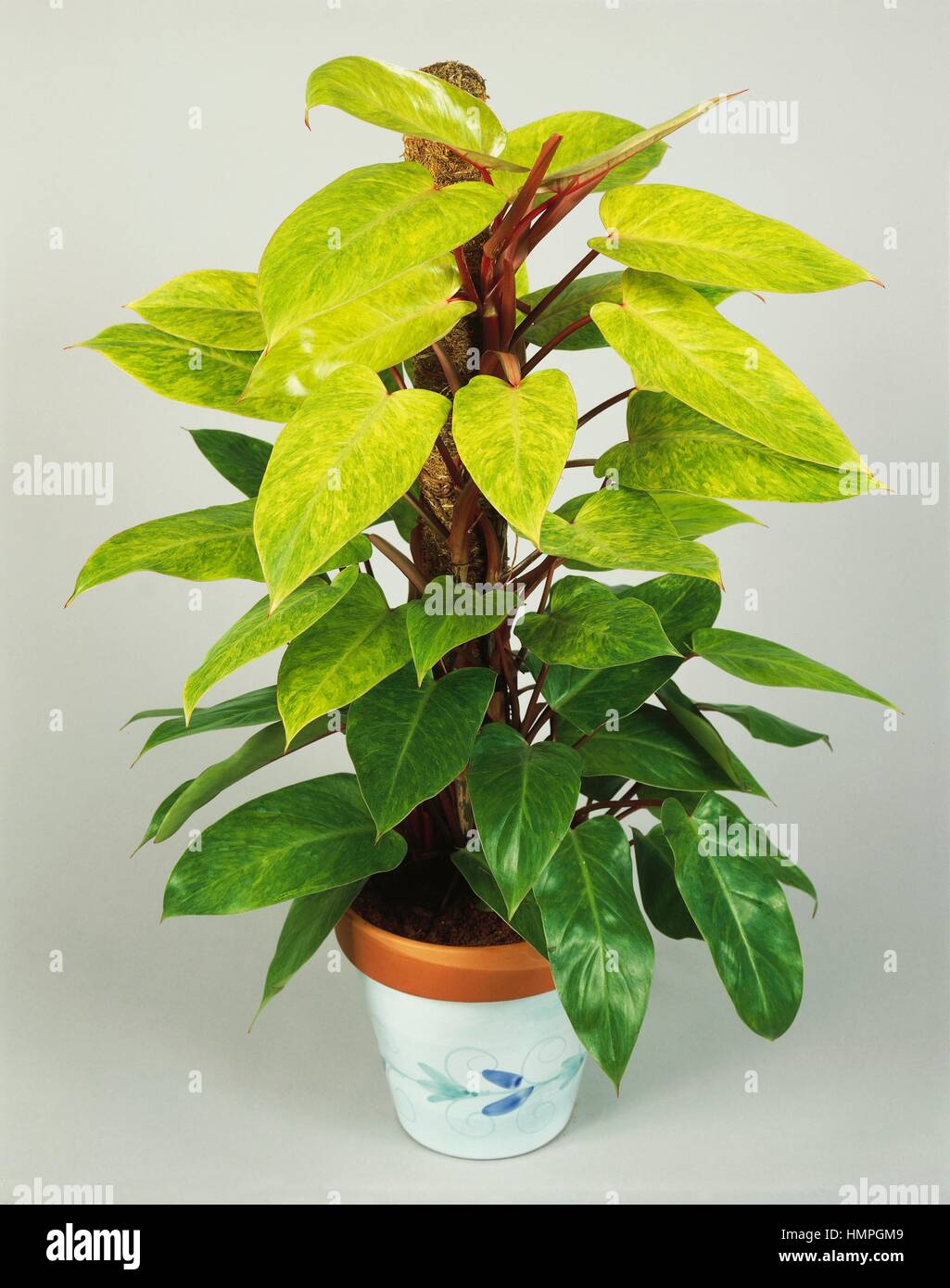 Philodendron Emerald High Resolution Stock Photography And Images Alamy