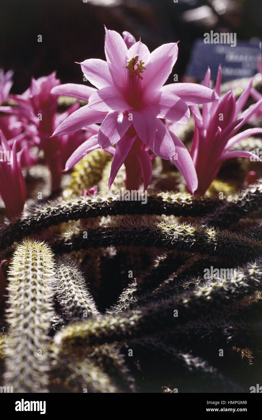 Botany - Cactaceae. Aporocactus flagelliformis Stock Photo