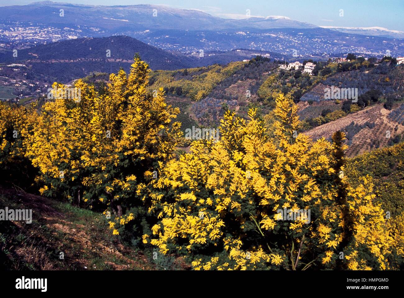 Silver Wattle or Mimosa specimens (Acacia decurrens dealbata), Mimosaceae-Fabaceae-Leguminosae. Stock Photo