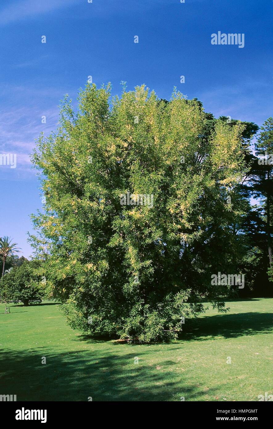 Velvet Ash or Arizona Ash (Fraxinus velutina), Oleaceae. Stock Photo