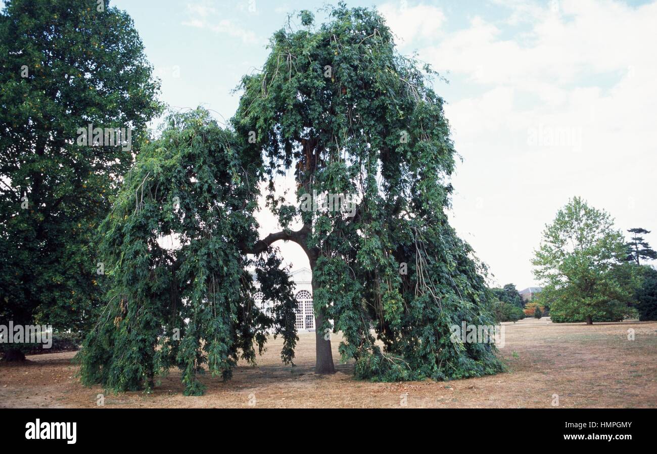 Weeping Ash (Fraxinus excelsior pendula), Oleaceae. Stock Photo