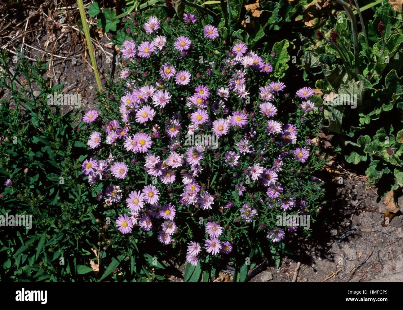 New York Aster (Symphyotrichum novi-belgii Audrey), Asteraceae. Stock Photo
