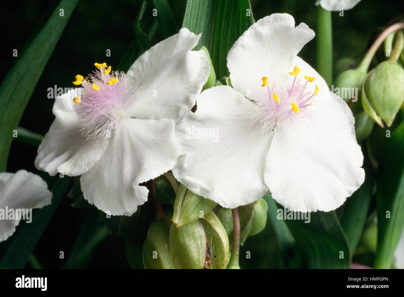 Spiderwort (Tradescantia sp), Commelinaceae. Stock Photo