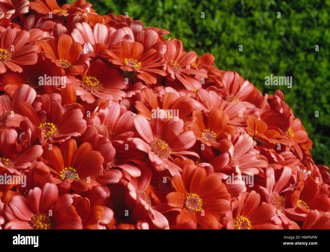 Cineraria (Senecio cruentus), Asteraceae. Stock Photo