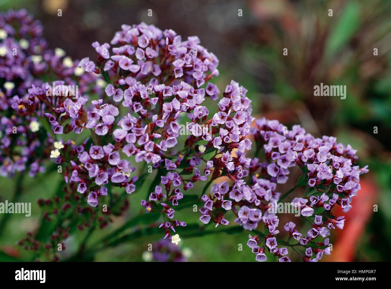 Sea Lavender (Limonium brassicifolium), Plumbaginaceae. Stock Photo