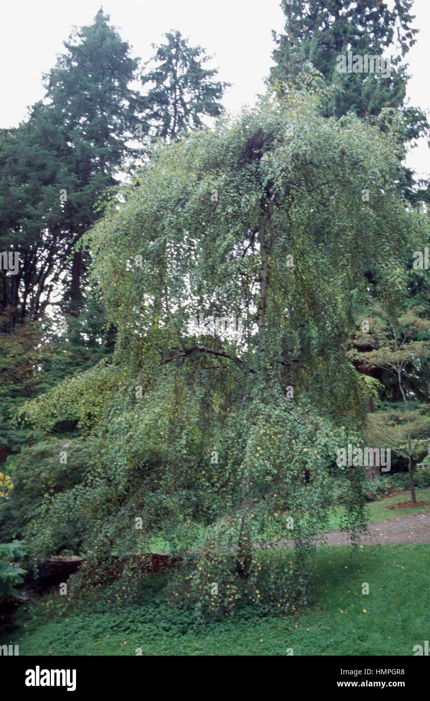 Weeping Birch (Betula pendula youngii), Betulaceae. Stock Photo