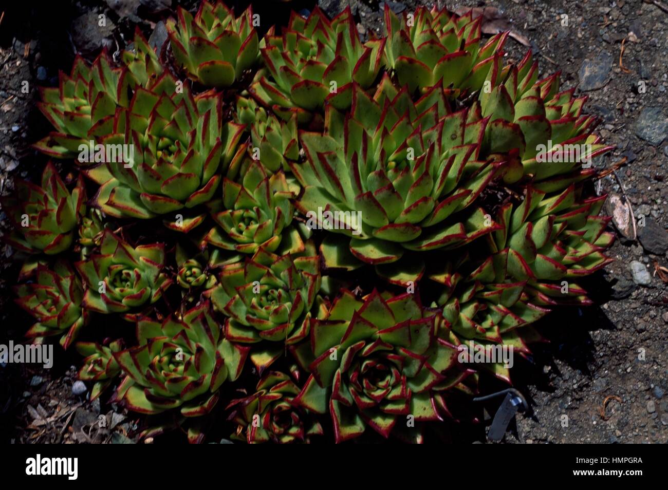 Crested molded wax agave (Echeveria agavoides), Crassulaceae Stock Photo -  Alamy