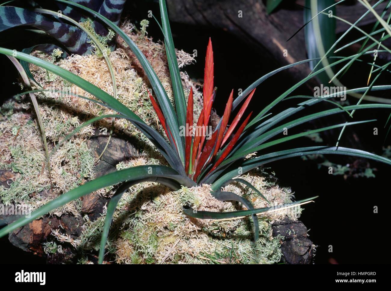 Airplant (Tillandsia flabellata), Bromeliaceae. Stock Photo