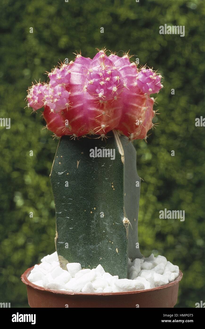 Chin cactus (Gymnocalycium), Cactoideae. Stock Photo