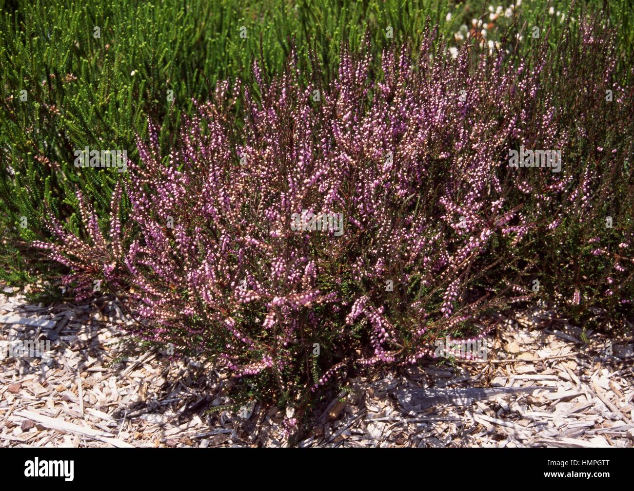 Common heather or ling (Calluna vulgaris Walter Ingwersen), Ericaceae. Stock Photo