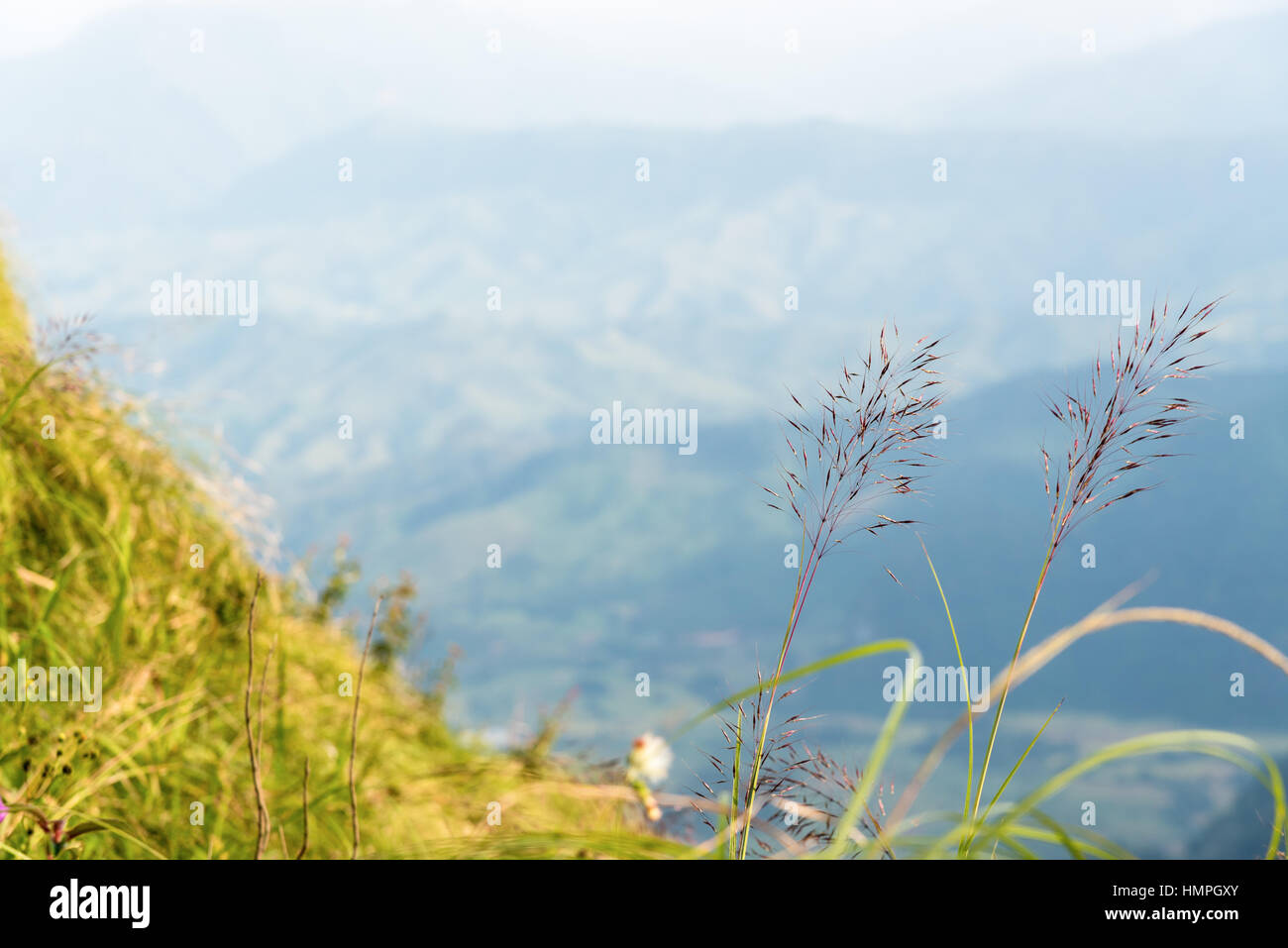 Flower grass on high mountain at viewpoint of Phu Chi Fa Forest Park in Chiang Rai Province Thailand for background Stock Photo