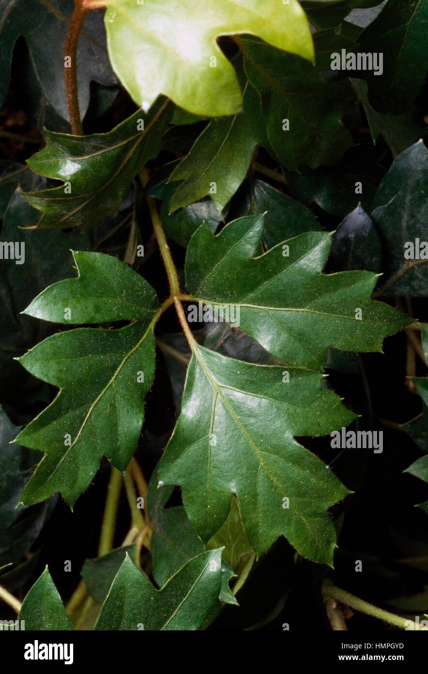 Grape-ivy (Cissus rhombifolia), Vitaceae. Stock Photo