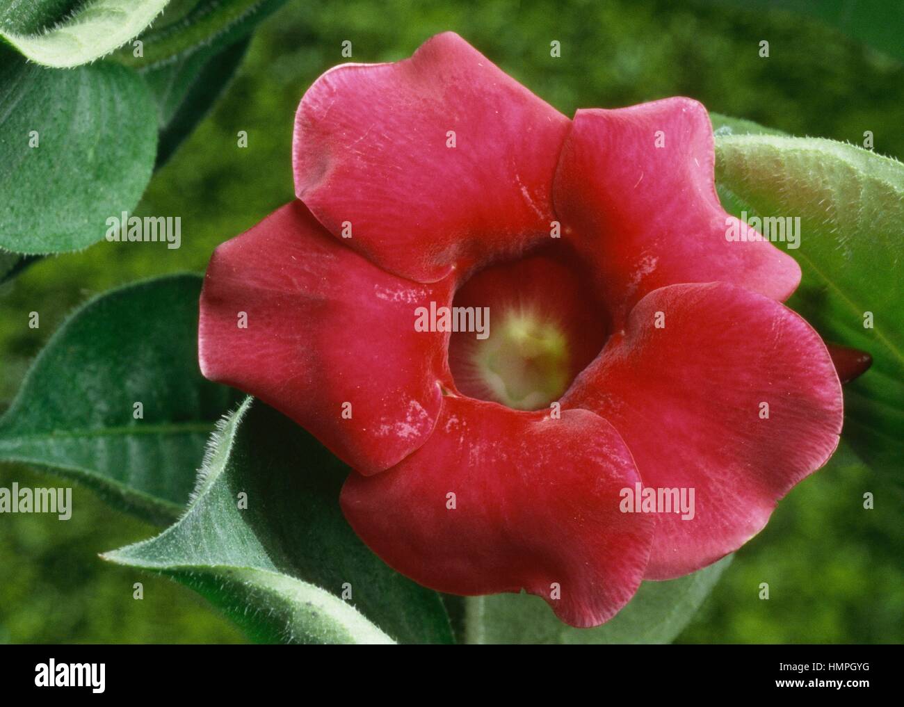 Cherry allamanda (Allamanda violacea Cherry Jubilee), Apocynaceae Stock Photo Alamy