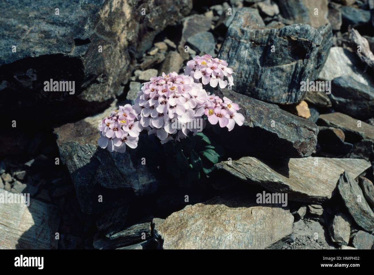 Candytuft (Iberis spathulata), Brassicaceae. Stock Photo