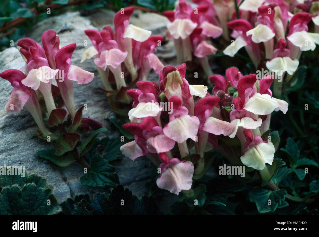 Alpine Skullcap (Scutellaria alpina), Lamiaceae. Stock Photo