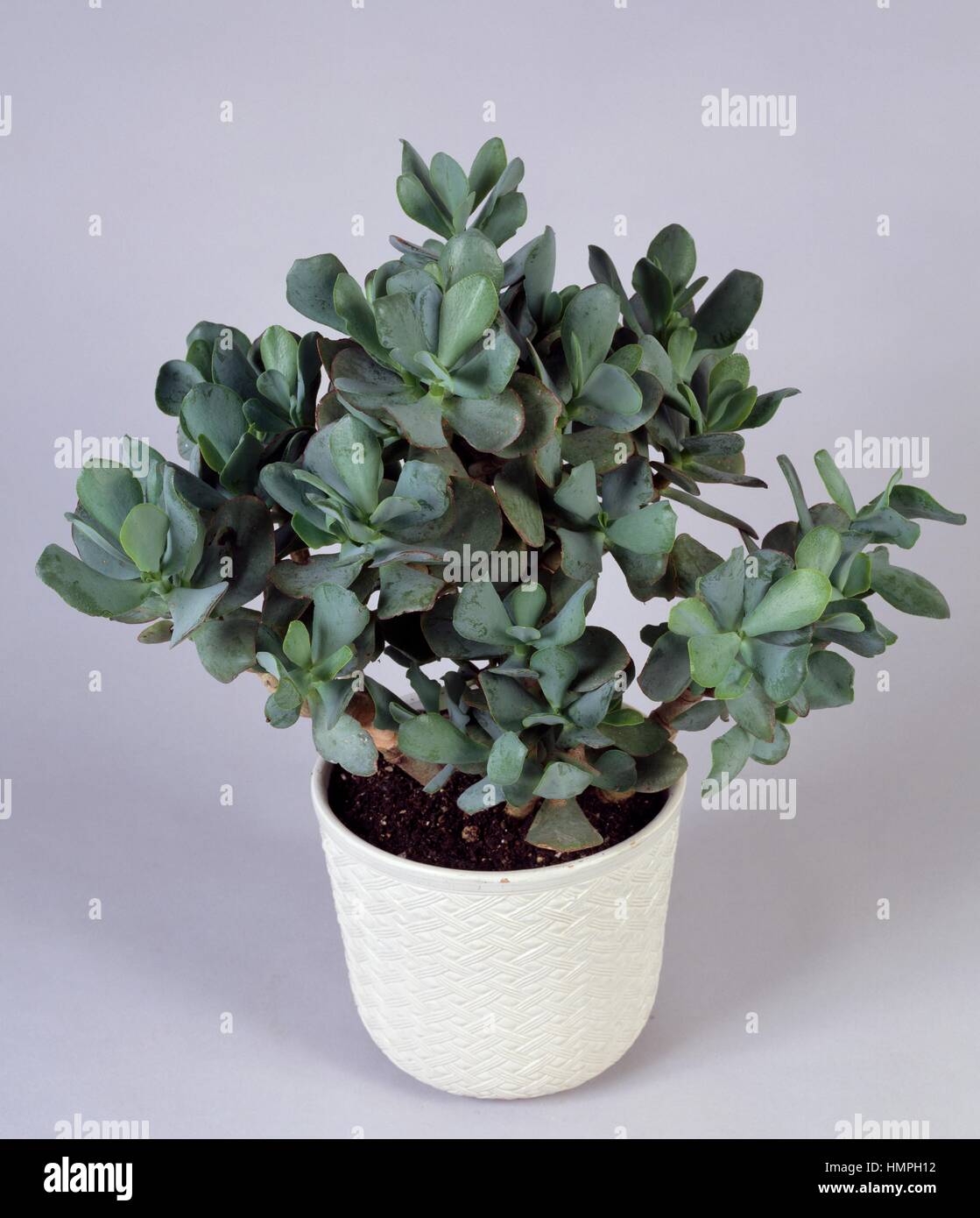 crassula-crassula-arborescens-undilatifolia-crassulaceae-stock-photo