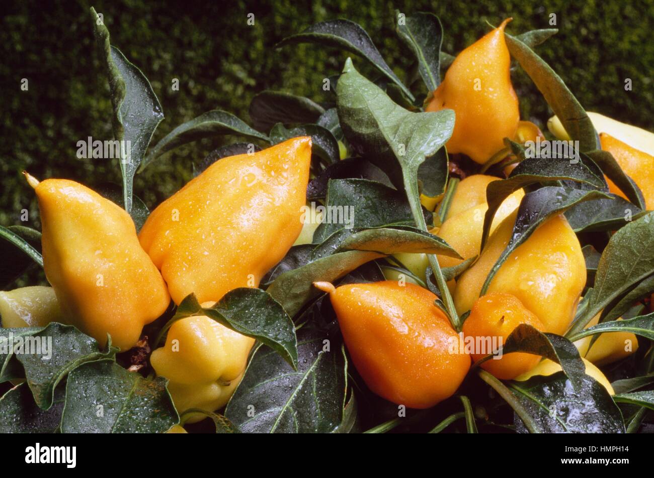 Sweet Pepper (Capsicum annuum), Solanaceae. Stock Photo