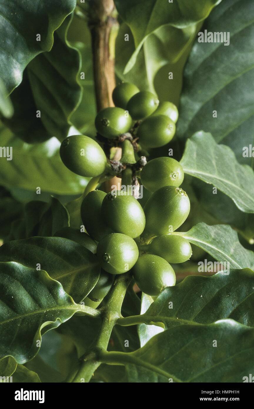 Botany - Rubiaceae - Coffea arabica, green berries Stock Photo