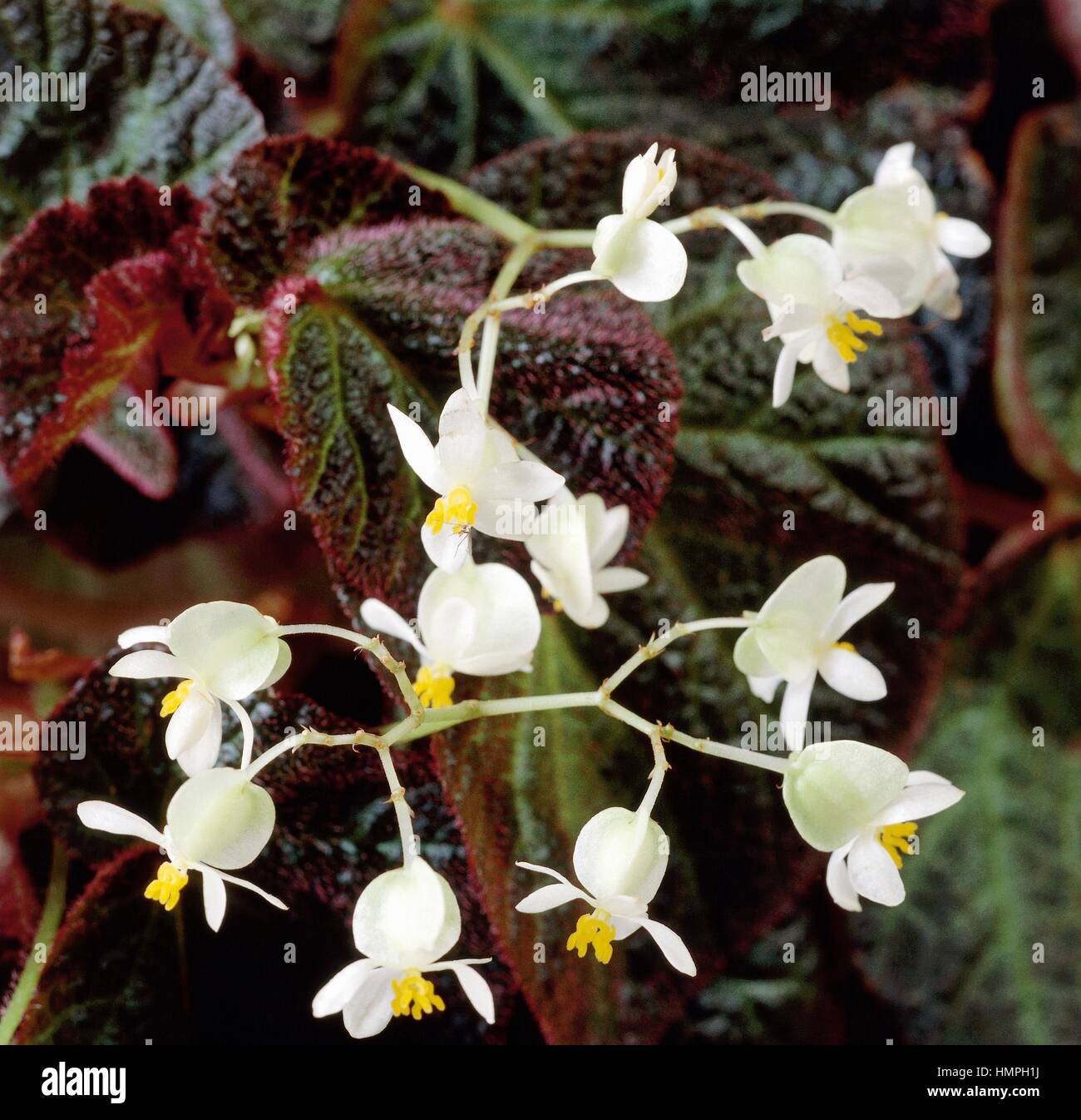 Tuberous begonia (Begonia x tuberhybrida ramentacea), Begoniaceae. Stock Photo