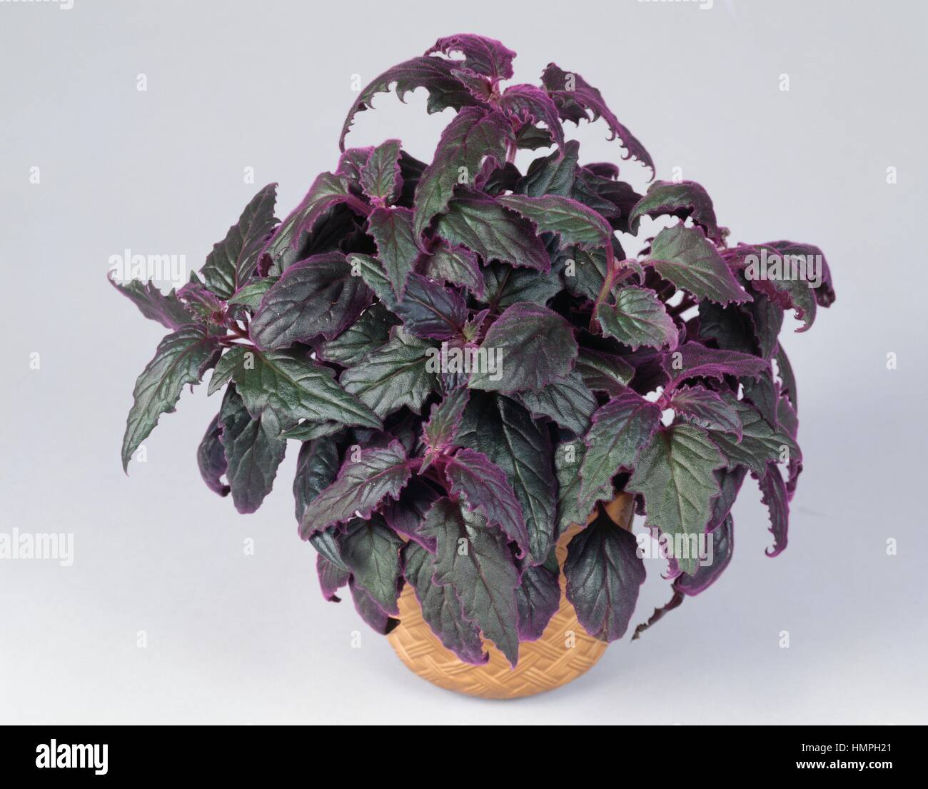 Sabungai (Gynura procumbens), Asteraceae. Stock Photo