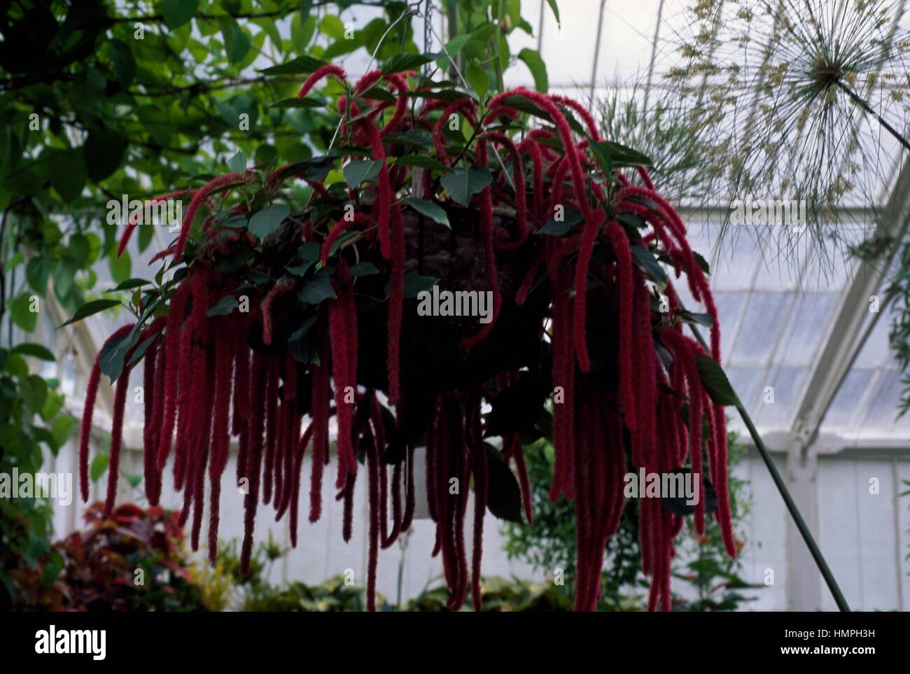 Chenille Plant (Acalypha hispida), Euphorbiaceae. Stock Photo