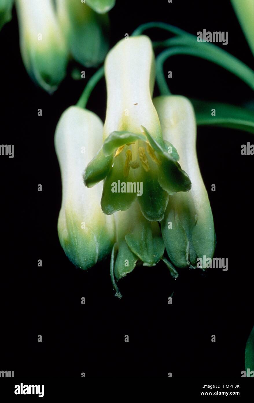 Angular Solomon's Seal (Polygonatum odoratum or Polygonatum officinale), Liliaceae. Stock Photo