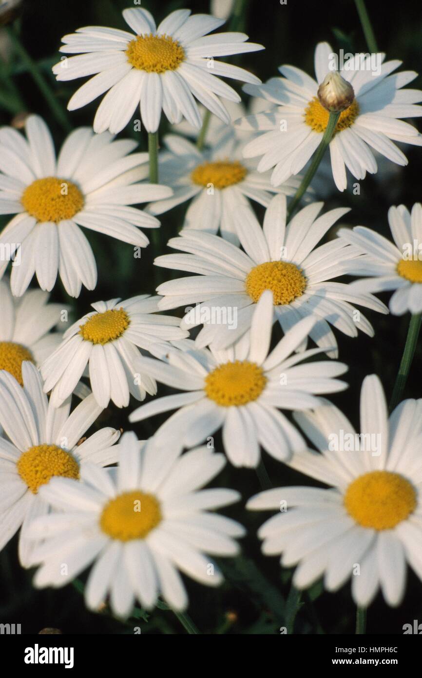 White Mat Chamomile (Anthemis cretica), Asteraceae. Stock Photo