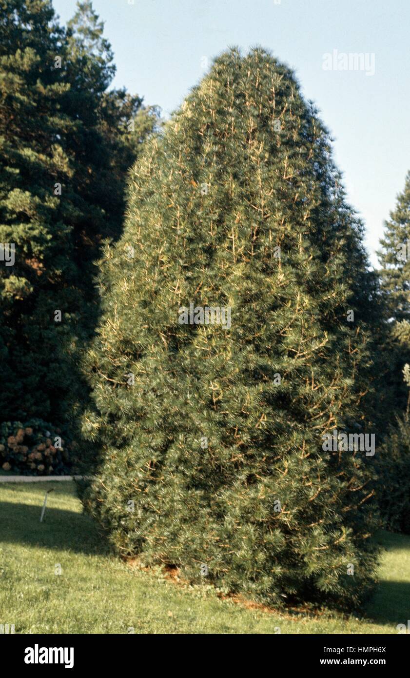Koyamaki or Japanese Umbrella-pine (Sciadopitys verticillata), Sciadopitiaceae. Stock Photo