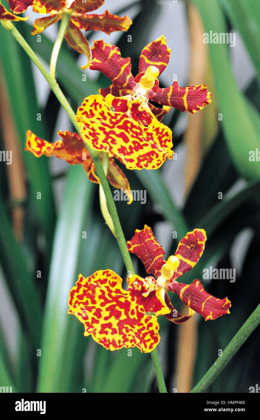 Orchid (Oncidium sp), Orchidaceae. Stock Photo