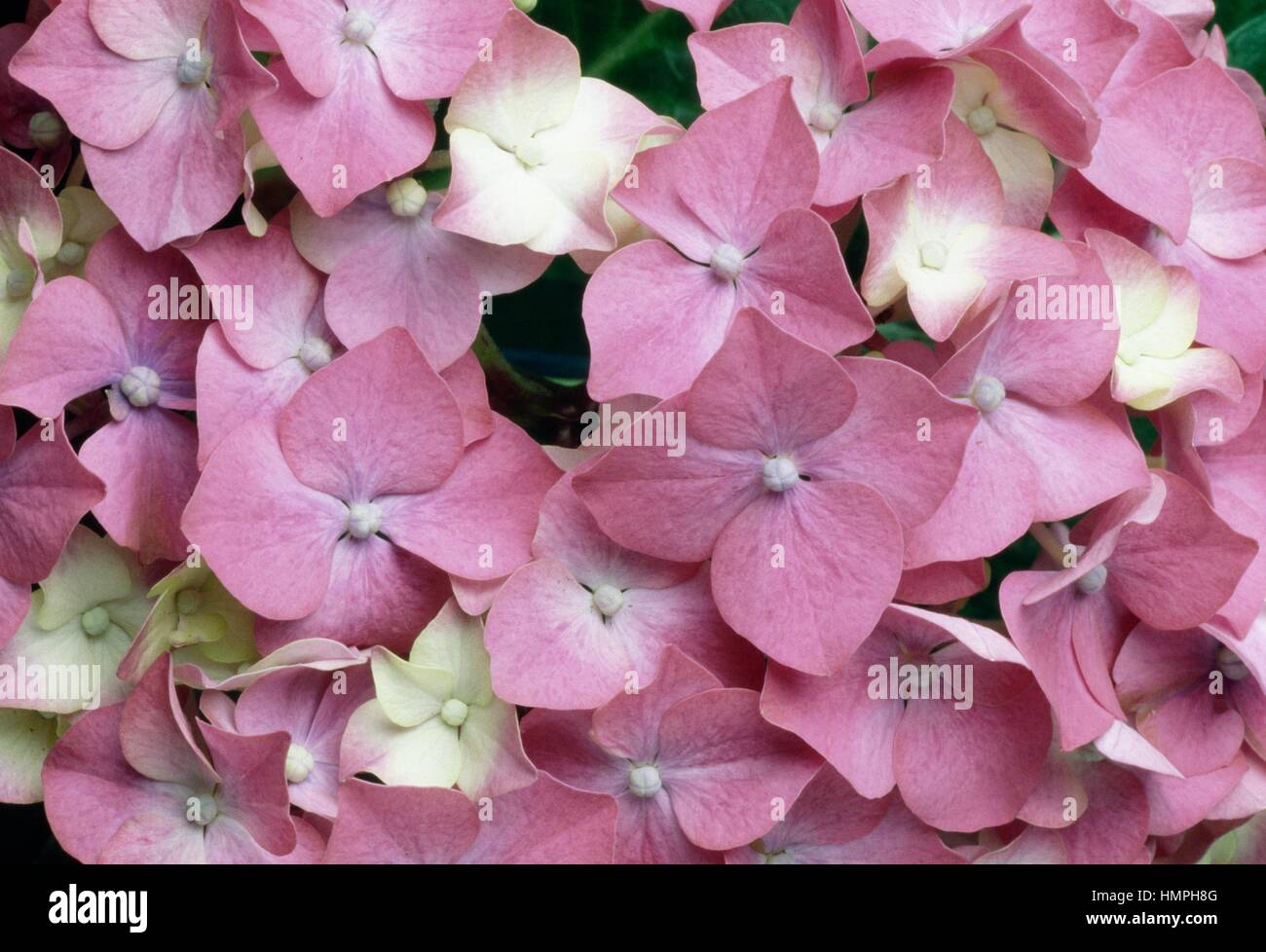 Hydrangea macrophylla white hi-res stock photography and images - Alamy