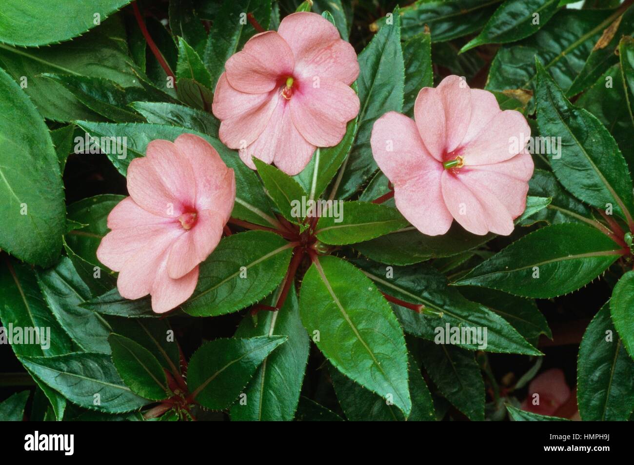 Touch-me-not (Impatiens sp), Balsaminaceae. Stock Photo